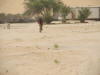 Pictures from Abu Dhabi
