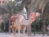 Pictures from Abu Dhabi