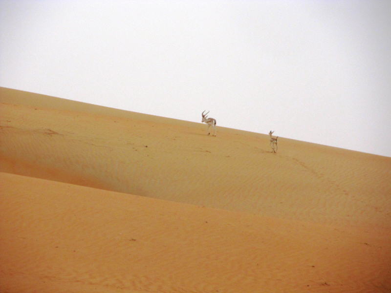 Pictures from Abu Dhabi 2012