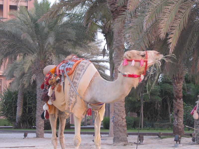 Pictures from Abu Dhabi 2012