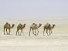 Pictures from Abu Dhabi 2011