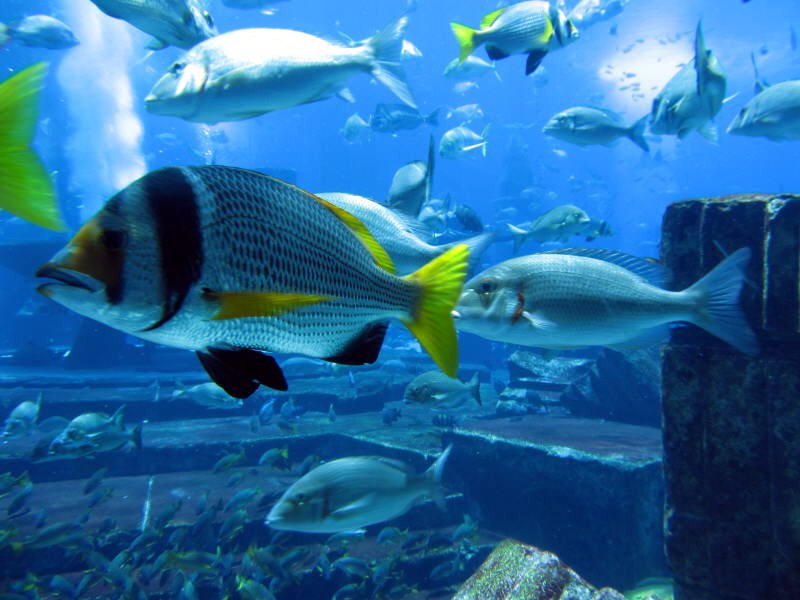 United Arab Emirates