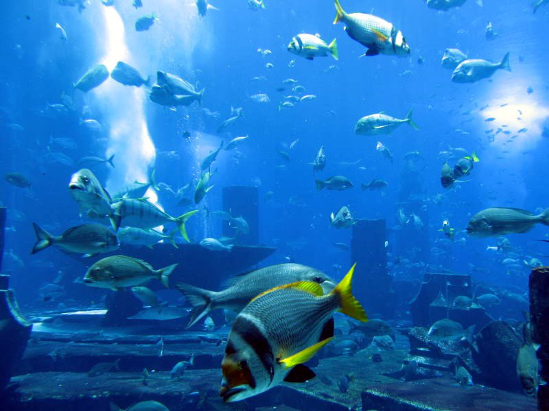 United Arab Emirates