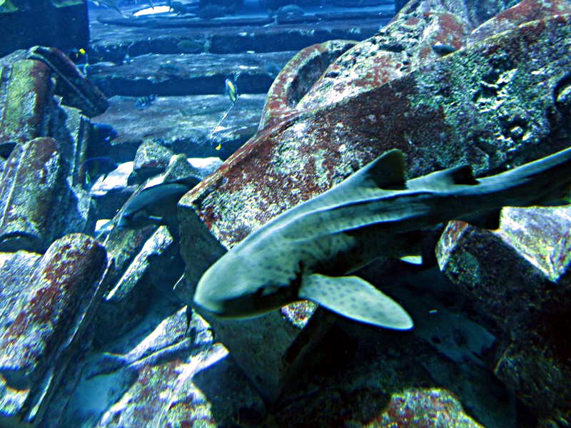 United Arab Emirates