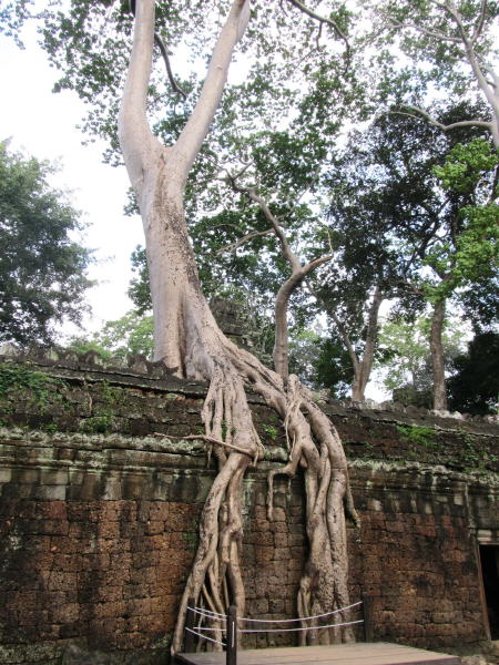 Pictures from Angkor Wat