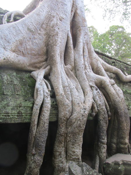 Pictures from Angkor Wat