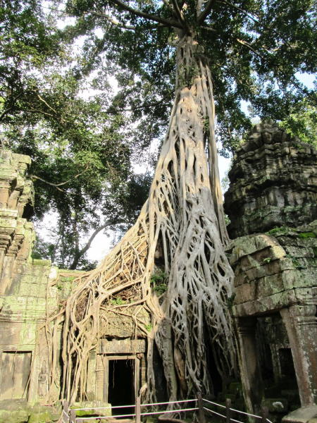 Pictures from Angkor Wat