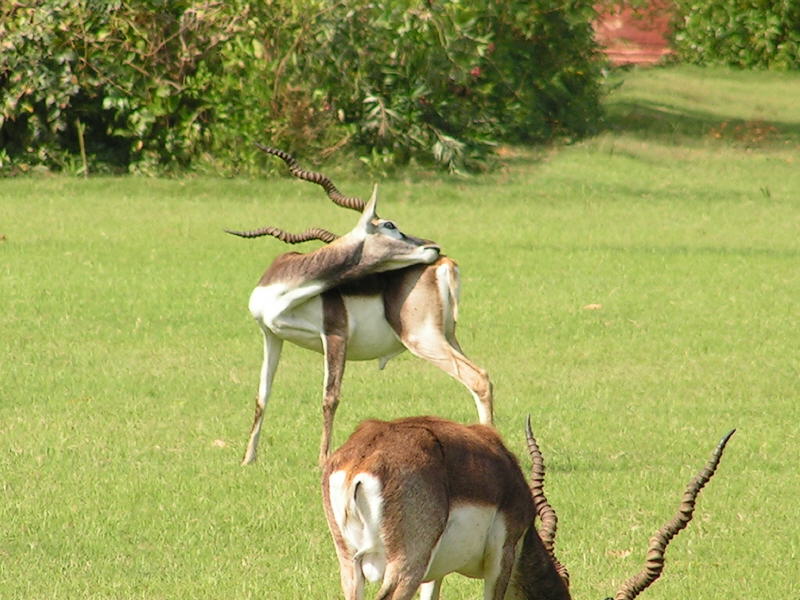 Pictures from India
