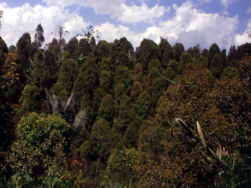 Pictures from Indonesia