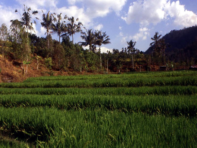 Pictures from Indonesia