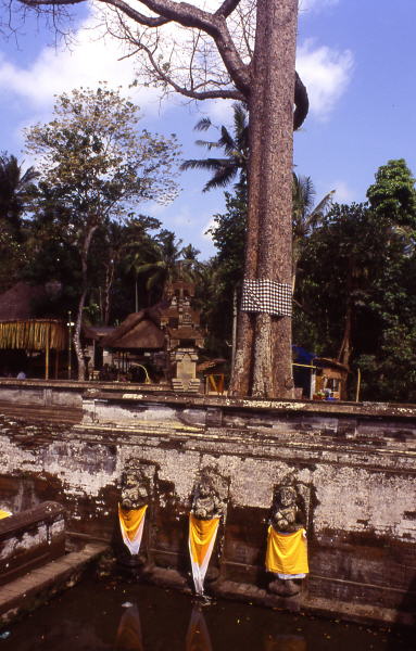 Pictures from Indonesia