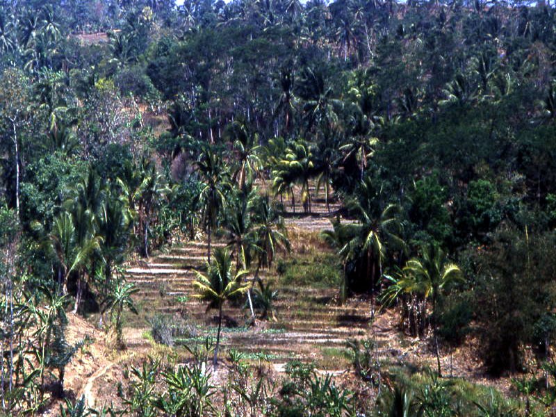 Pictures from Indonesia, Bali