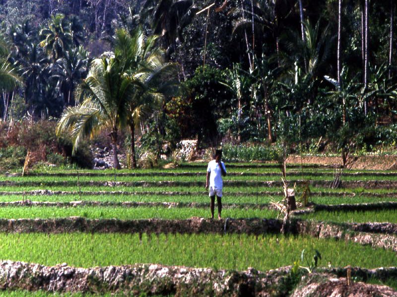 Pictures from Indonesia, Bali