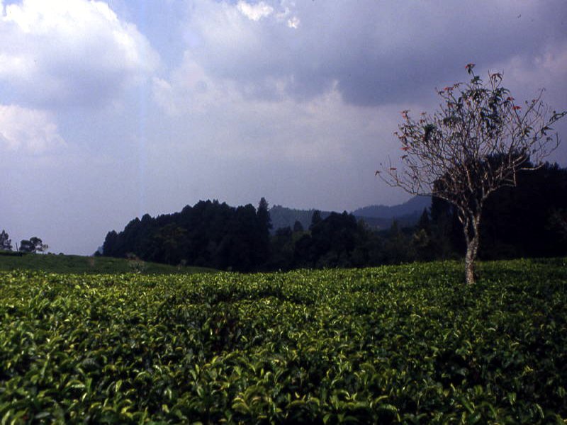 Pictures from Indonesia, Bali