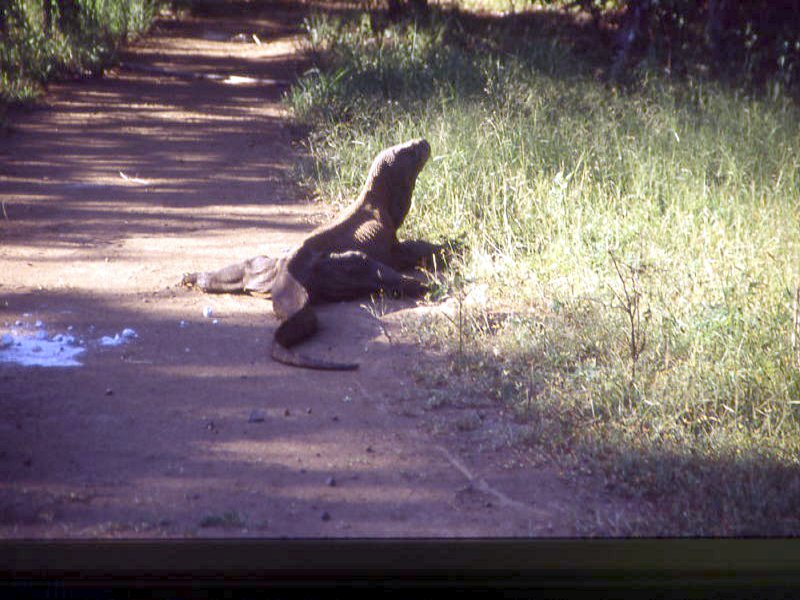 Pictures from Indonesia