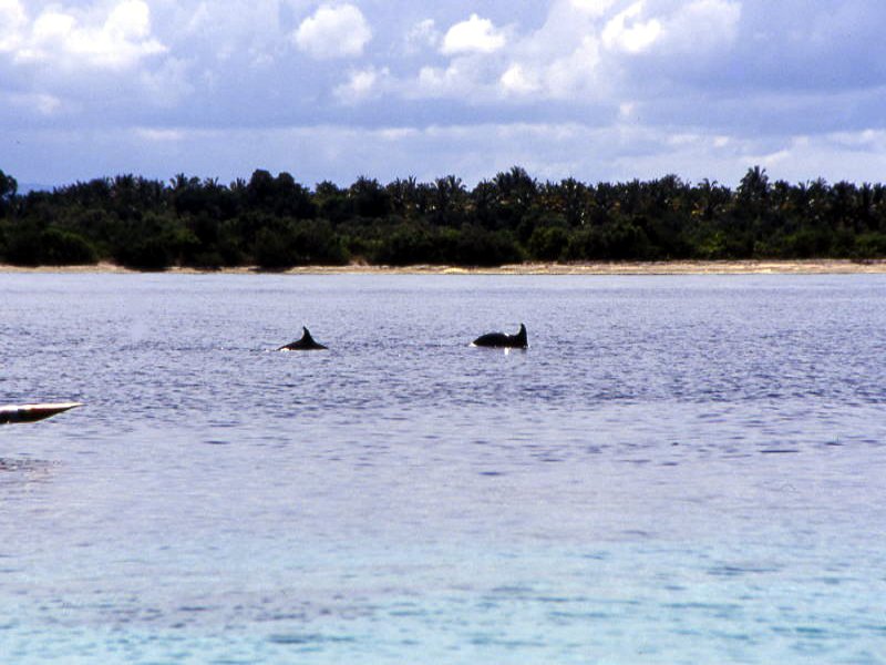 Pictures from Indonesia