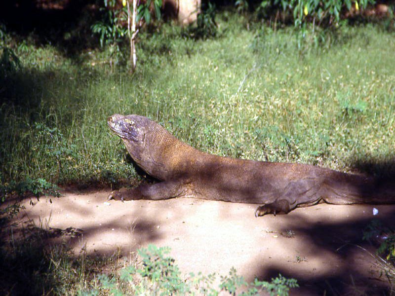 Pictures from Indonesia