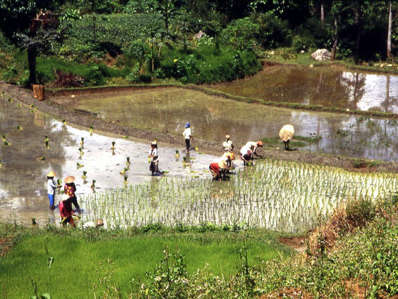 Pictures from Indonesia