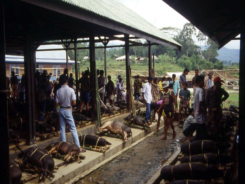 Pictures from Indonesia