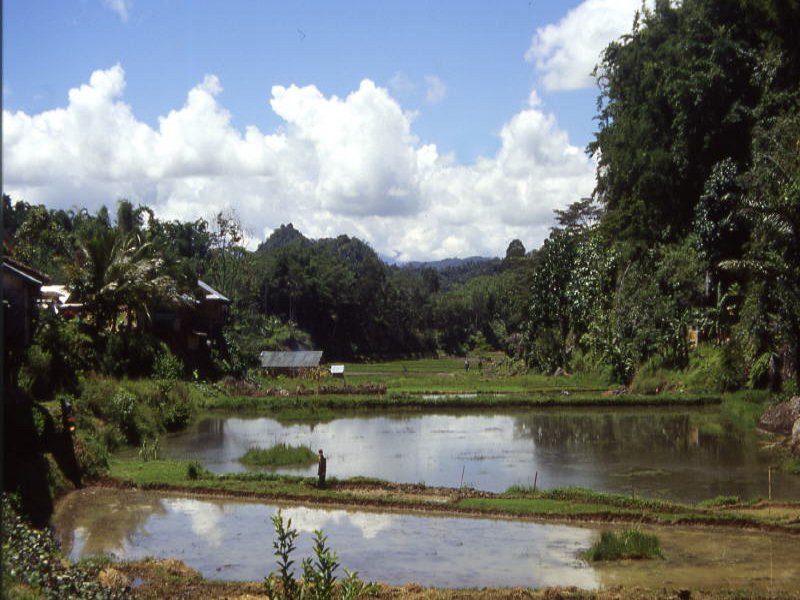 Pictures from Indonesia