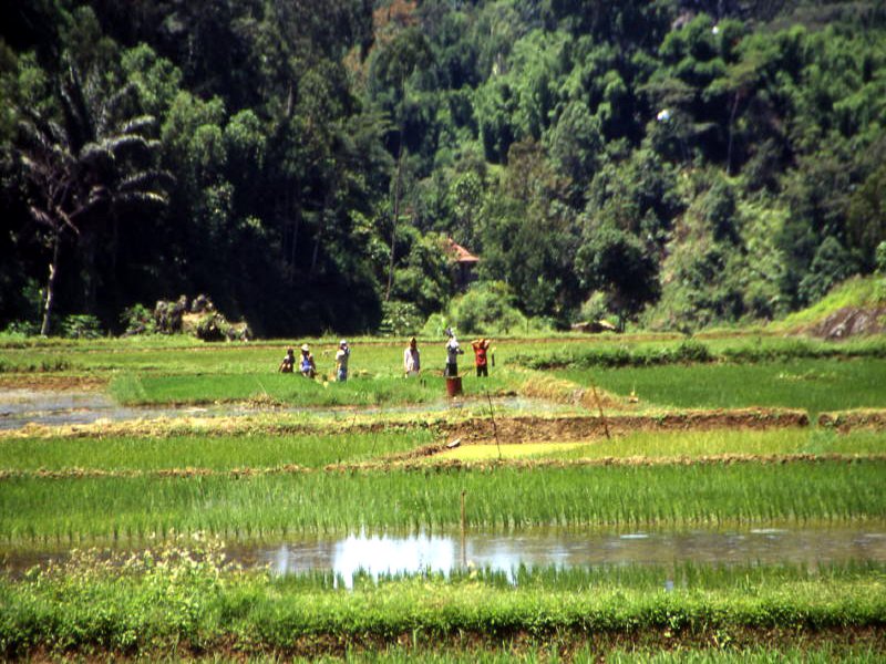 Pictures from Indonesia