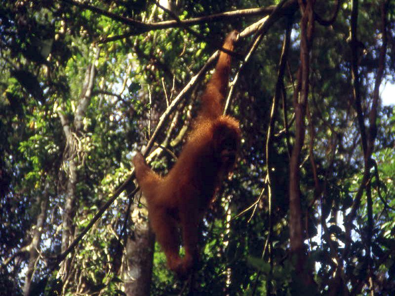 Pictures from Indonesia