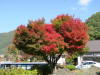 South Japan 