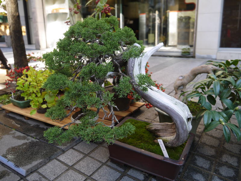 Pictures from Japan