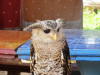 Pictures from Laos