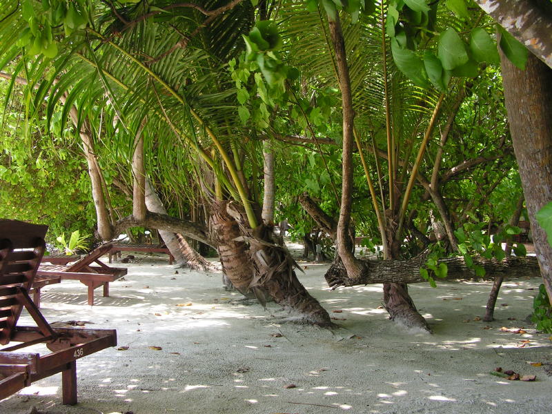 Pictures from the Maldives