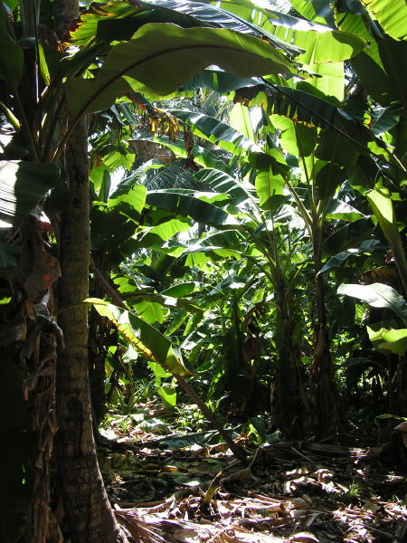 Pictures from the Maldives