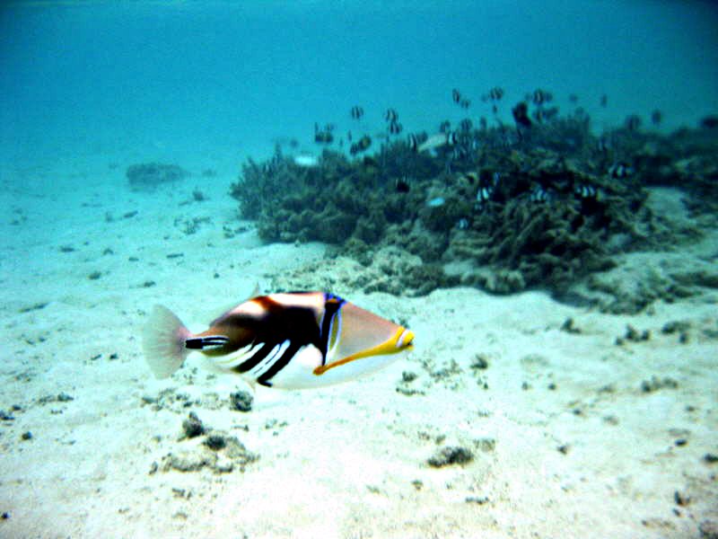 Pictures from the Maldives