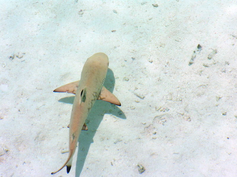 Pictures from the Maldives