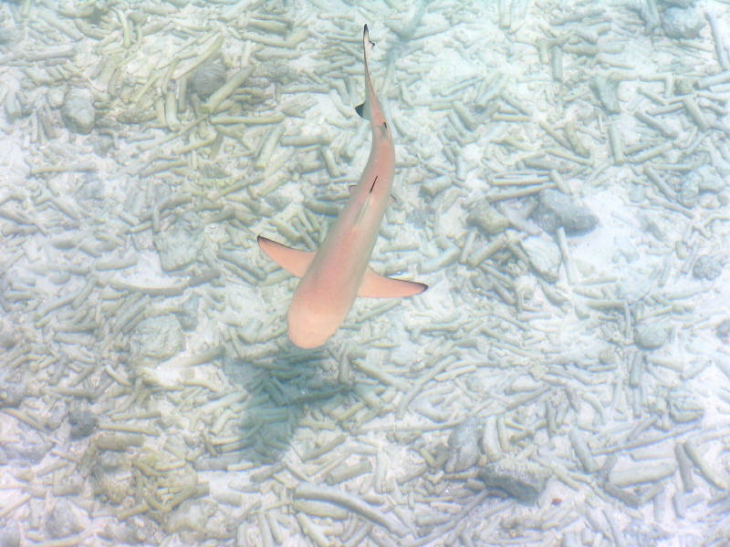 Pictures from the Maldives