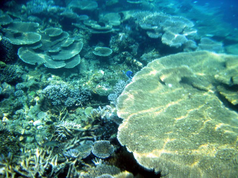 Pictures from the Maldives
