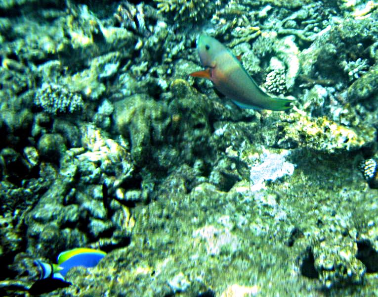 Pictures from the Maldives