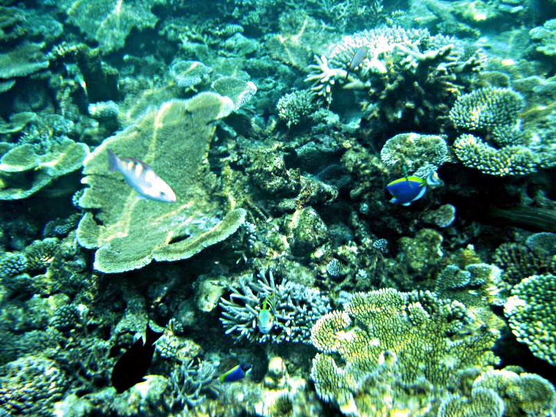 Pictures from the Maldives
