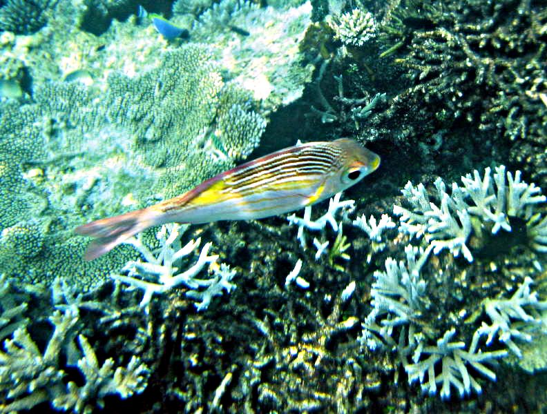 Pictures from the Maldives