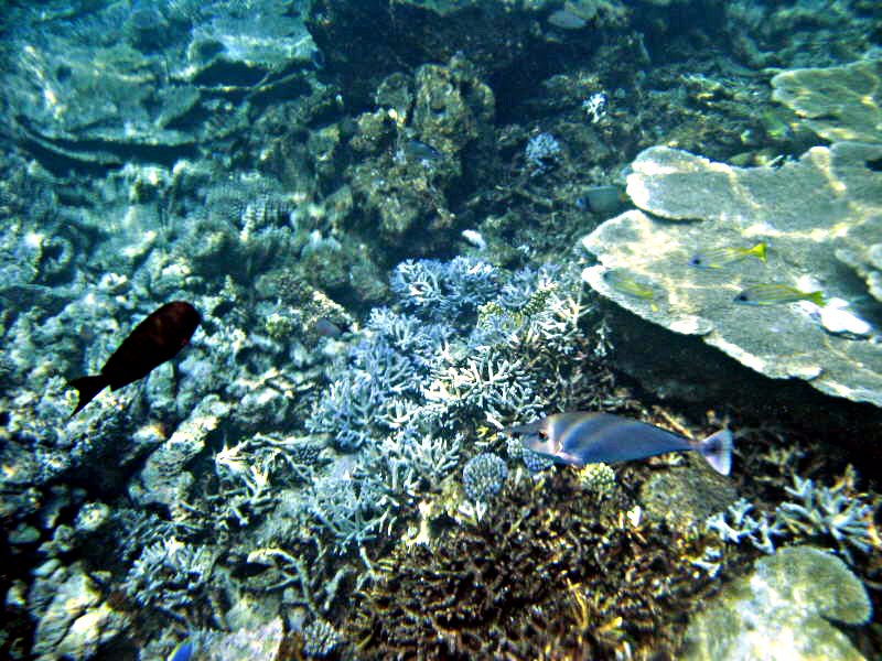 Pictures from the Maldives