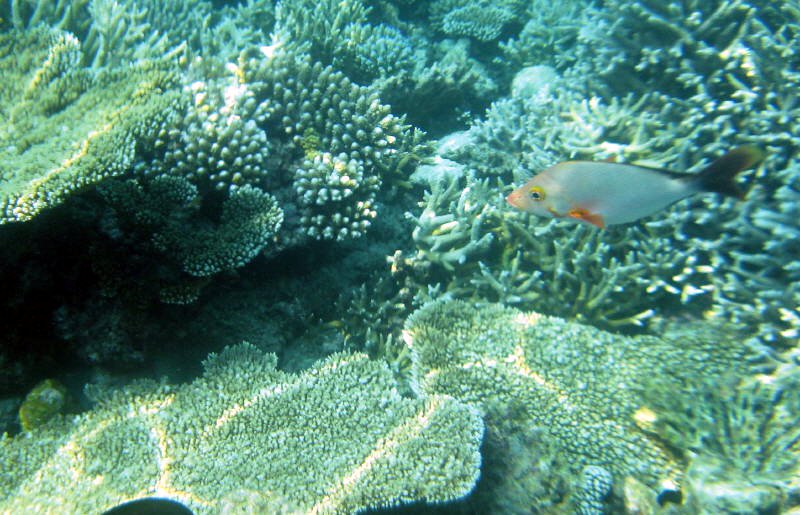 Pictures from the Maldives