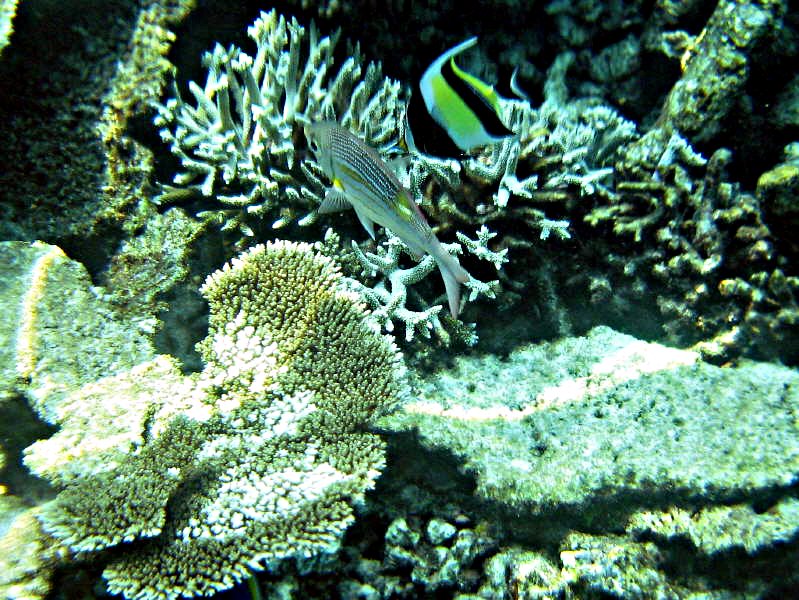 Pictures from the Maldives