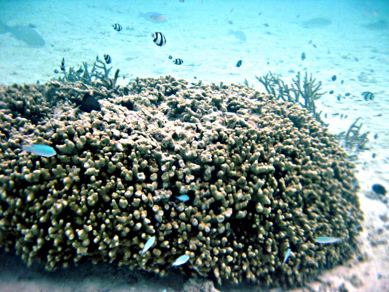 Pictures from the Maldives