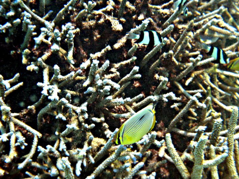 Pictures from the Maldives