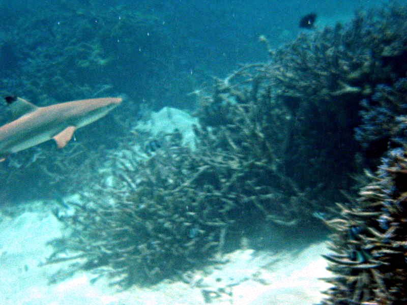 Pictures from the Maldives