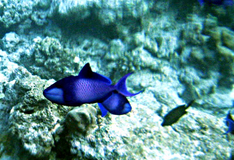 Pictures from the Maldives