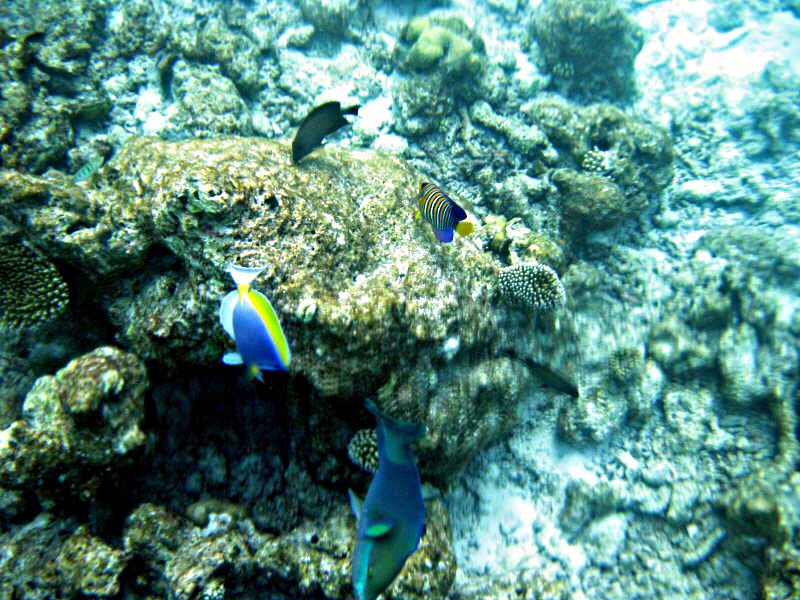 Pictures from the Maldives