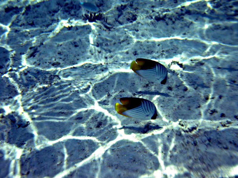 Pictures from the Maldives