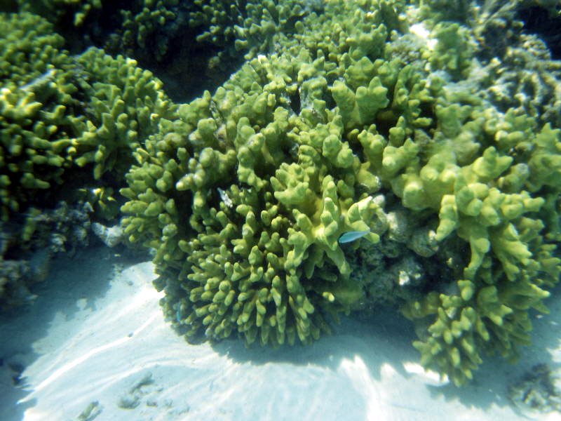 Pictures from the Maldives
