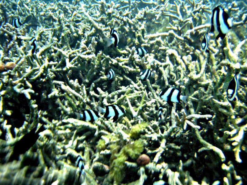 Pictures from the Maldives