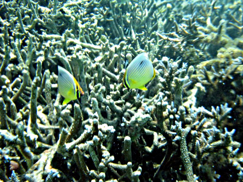 Pictures from the Maldives
